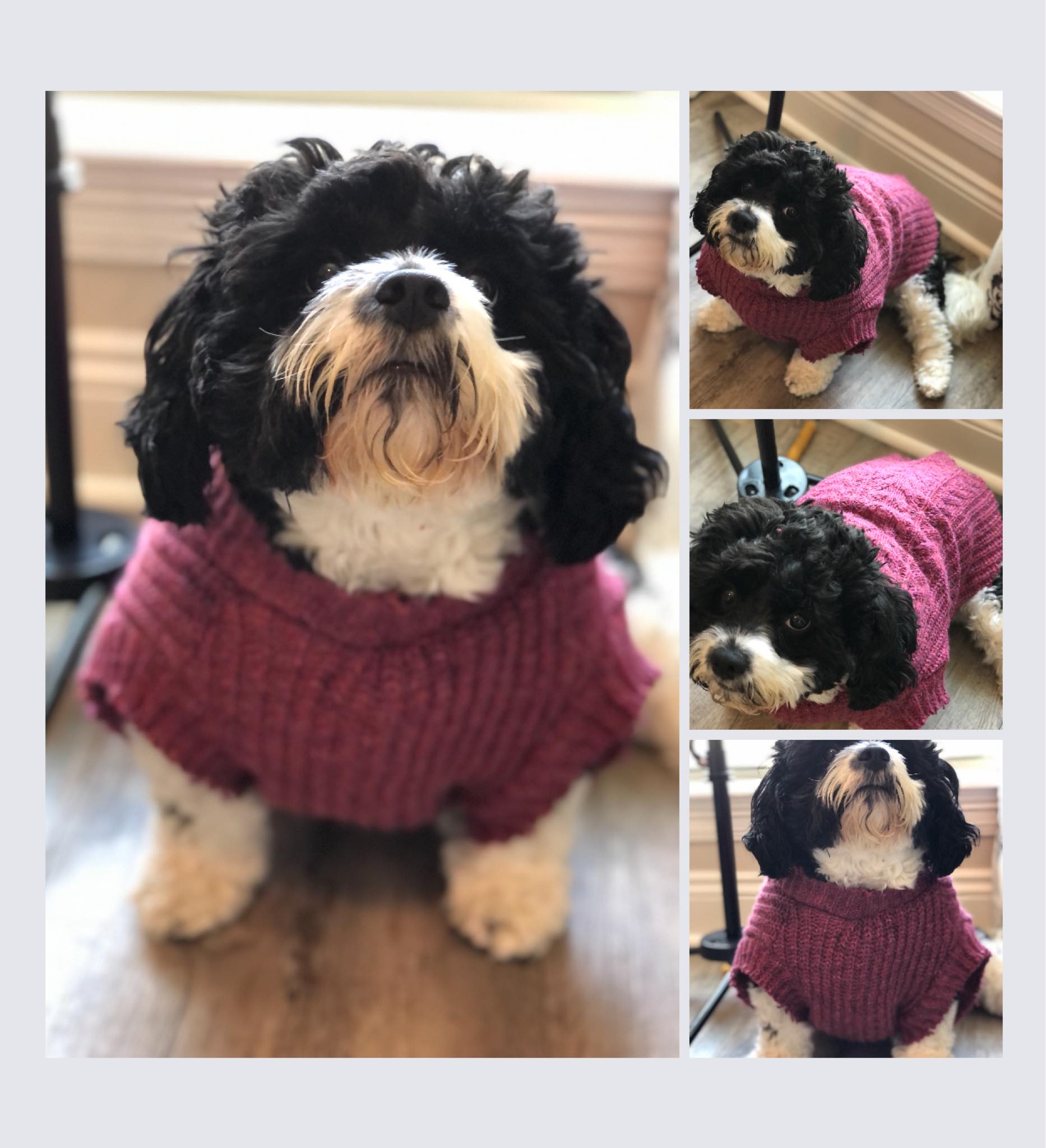 Dog clothes patterns, Cute dog clothes, Dog coats